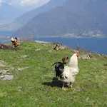 Piccolo Paradiso * Pianello Del Lario