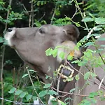 Διαμέρισμα Piccolo Paradiso *