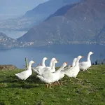 Piccolo Paradiso