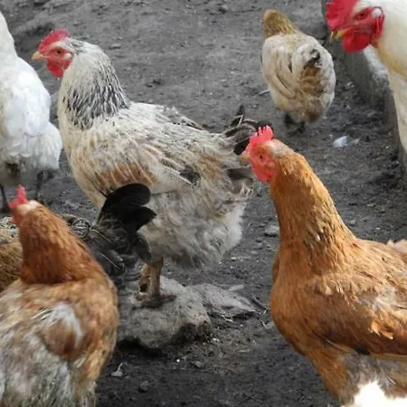 Piccolo Paradiso Pianello Del Lario