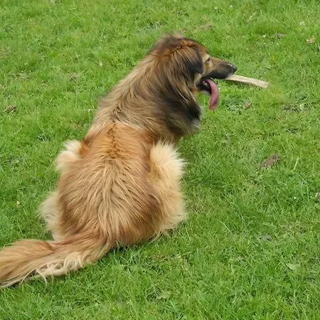 Piccolo Paradiso Pianello Del Lario