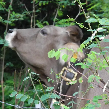 Апартаменты Piccolo Paradiso *